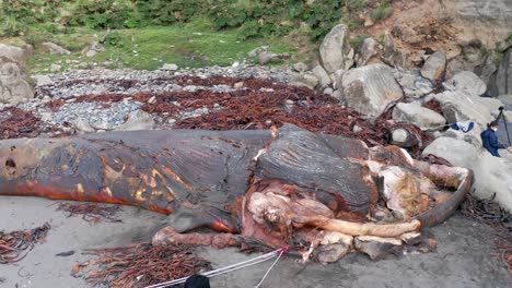 Aerial-View-Of-Marine-Biologist-Inspecting-Carcass-Of-Beached-Whale-And-Slipping-On-Bone