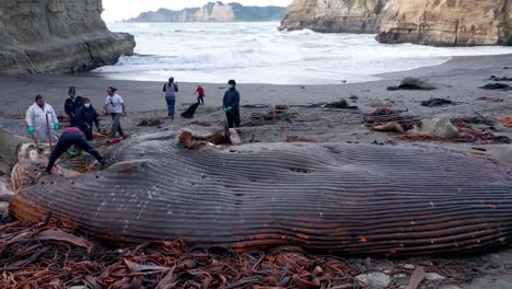 Aerial-View-Of-Marine-Biologists-Cutting-Into-Washed-Up-Rotten-Carcass-Of-Whale-On-Island-Of-Chiloe-In-Chile