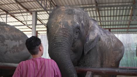 Tourist-giving-food-to-an-elephant-in-a-sanctuary-in-Chiang-Mai,-Thailand