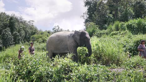 Asian-elephant-walking-in-between-tourists-while-eating-in-Chiang-Mai,-Thailand