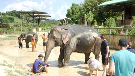 Elefantes-Bañados-En-Barro-Por-Turistas-En-Chiang-Mai,-Tailandia