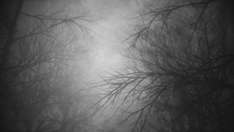 Stroll-through-dark-misty-woods