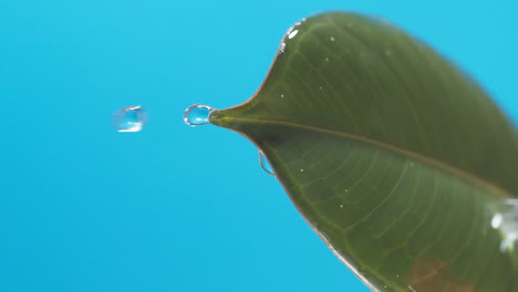 Vertical-of-Drops-of-water-drip-from-the-green-leaves-down-on-the-blue-background