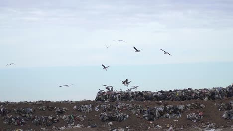 Gulls-overflying-a-landfill.-Wide-view,-slow-motion,-handheld