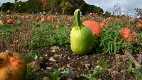 Different-colours-of-pumpkins-within-'The-Pop-Up-Farm',-St-Albans,-United-Kingdom
