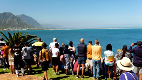 Tourists-at-Hermanus-lookout-point-watching-whales-frolic-close-to-shore