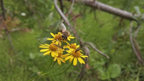 Biene-Und-Fliegen-Fliegen-Auf-Gelben-Balsamwurzelblüten-Davon-Und-Bestäuben-Die-Kanadischen-Rocky-Mountains