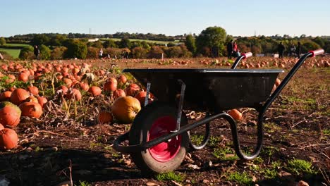 Get-yourself-a-wheelbarrow-to-collect-more-pumpkins