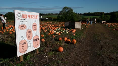 Look-at-the-prices-of-the-Pumpkins