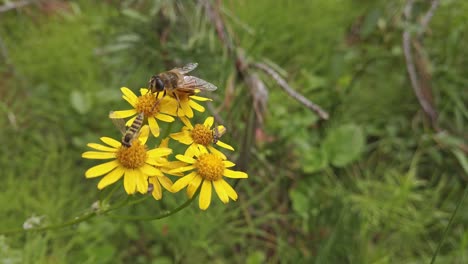Biene-Und-Fliegen-Auf-Gelben-Balsamwurzelblüten-Bestäuben-Kanadische-Rocky-Mountains