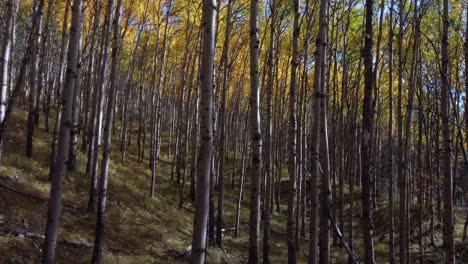 Abedul-Bosque-Maderas-Amarillo-Hojas-Pan-Alberta-Canadá