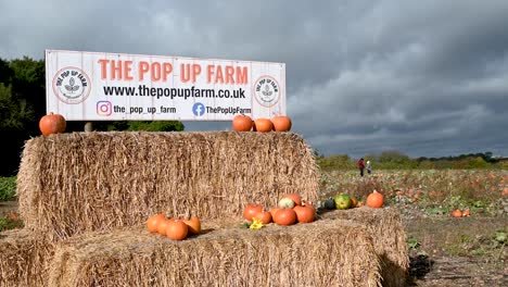 People-collecting-pumpkins-within-the-POP-UP-Farm