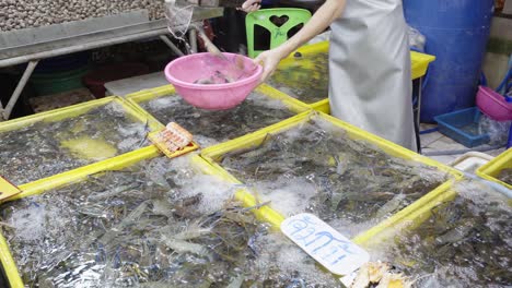 A-close-up-shot-of-a-seafood-trader-scooping-up-live-giant-river-prawns-for-a-customer-in-Thailand