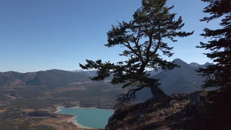 Tree-at-high-altitude-Mountains-lake-circling-approached