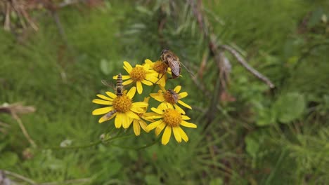 Blume-Balsamroot-Mit-Bestäubenden-Bienenfliegen-Näherte-Sich-Nahaufnahme-Kanadischen-Rockies