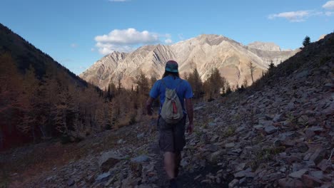 Hiker-on-trail-walking-toward-larch-yellow-forest-in-mountains-Kananaskis-Alberta-Canada