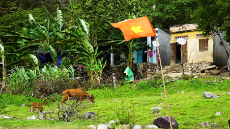 Close-up-shot-of-Vietnam-flag-waving-in-the-wind-with-cow-grazing-in-the-background
