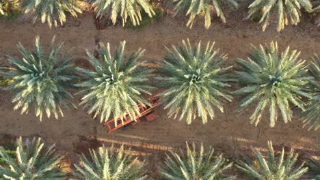 lined-Medjool-date-palm-trees-and-green-groves-of-Jordan-valley,-zoom-out-aerial