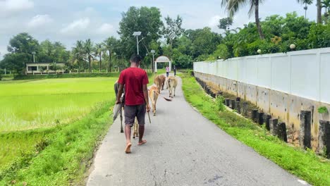 Pov-Zu-Fuß-Hinter-Einem-Bauern-Aus-Bangladesch,-Der-Kühe-Entlang-Des-Bürgersteigs-Neben-Reisfeldern-In-Sylhet-Hütet