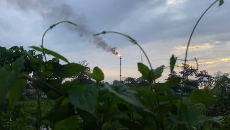 Gasfeldanlage-Brennende-Orange-Flamme-Im-Hintergrund-Durch-Pflanzen-Gesehen