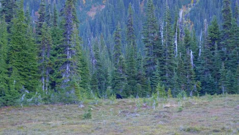 American-Black-Bear-Walking-In-The-Forest-With-Pine-Trees-In-The-Mountain