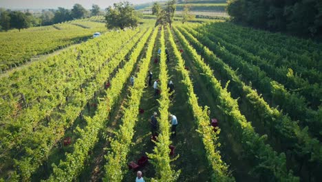 Aerial-Shot-Of-Farmers-Harvesting-Grapes-In-Vineyard-In-Farm-Land,-Iceland,-Europe