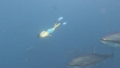 Diving-Among-Bluefin-Tunas-En-Almendra-De-Mar