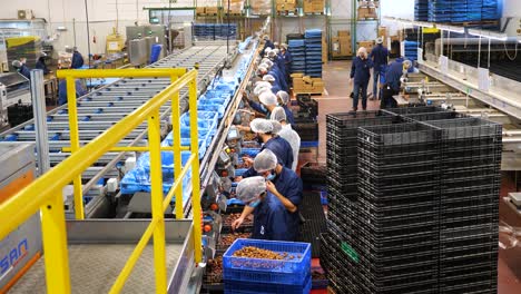 Dates-factory-workers-doing-postharvest-processing,-static-shot
