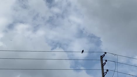 A-lone-bird-perches-on-a-power-line-before-getting-spooked-by-another-flock-of-birds