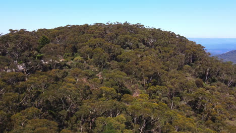 Dramatic-aerial-drone-f-rock-outcrop-covered-in-dense-trees-and-bushes-in-the-Blue-Mountains-clear-blue-sky-in-New-South-Wales