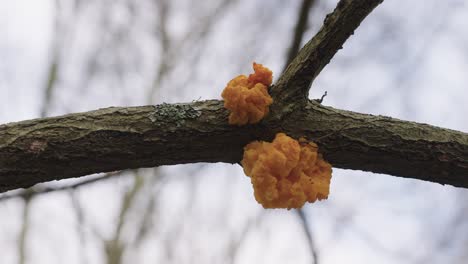 Closeup-of-Tremella-Mesenterica-common-jelly-fungus-attached-to-dead-branch-tree