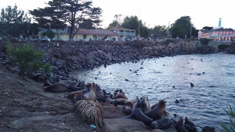 Gimbal-wide-panning-shot-of-many-sea-lions-along-the-shoreline-at-the-marina-in-Monterey,-California-at-sunset