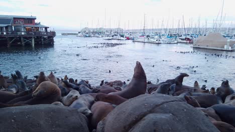 Gimbal-close-up-dolly-shot-across-numerous-sea-lions-laying-along-the-shoreline-at-the-marina-in-Monterey,-California