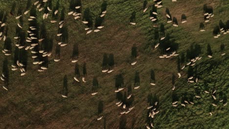 Aerial-overhead-zoom-in-shot-of-hundreds-of-white-sheep-grazing-on-a-meadow-on-a-late-summer-day-in-Sihla,-Slovakia