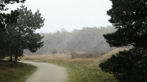 A-snow-storm-in-the-dunes-and-forest-of-Ameland,-The-Netherlands