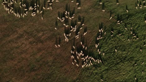 Aerial-overhead-view-of-hundreds-of-white-sheep-grazing-on-a-meadow-on-a-late-summer-day-in-Sihla,-Slovakia