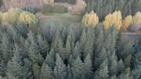 Dolly-viewpoint-above-coniferous-forest-towards-abandoned-small-cabin