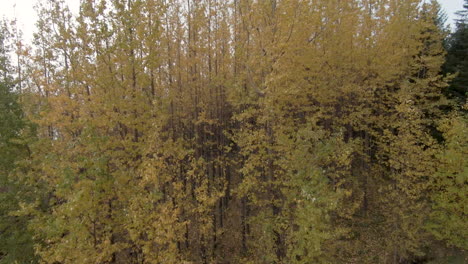 Dolly-slow-drone-shot-of-yellow,-green-autumn-trees