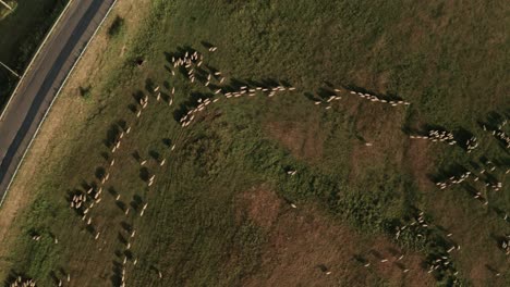 Aerial-overhead-shot-of-hundreds-of-white-sheep-grazing-on-a-meadow-close-to-a-road-with-a-car-passing-by