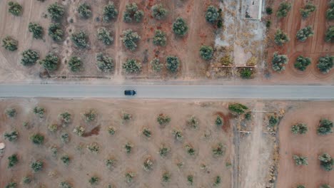 Rising-top-down-aerial-view-of-a-rural-road-with-trees-growing-on-either-side