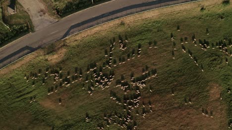 Aerial-top-down-view-of-a-flock-of-white-sheep-grazing-on-a-meadow-close-to-a-road-with-a-cars-passing-by
