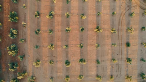 Top-down-drone-shot-of-crops-in-a-dry-field-in-Malaga-Province,-Spain