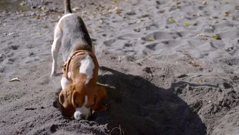 Dreifarbiger-Beagle,-Der-An-Einem-Sonnigen-Tag-Im-Sommer-Im-Sand-Gräbt