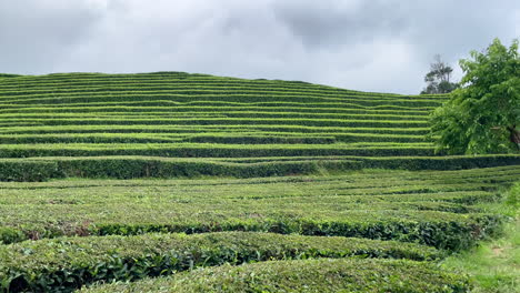 Teeplantagenarbeiter,-Die-Nach-Der-Blätterernte-Auf-Den-Azoren-Zurückfahren