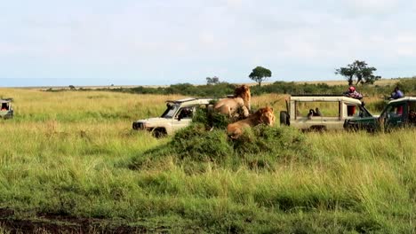 Lions-lying-on-small-hill-as-tourists-watch-from-4x4-car,-African-Safari