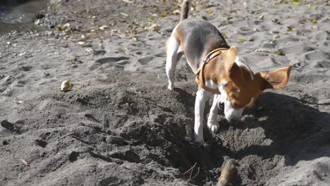 Verspielter-Beagle-Welpe,-Der-Im-Sommer-Einen-Ast-Im-Sand-Gräbt