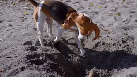 Verspielter-Hund,-Der-An-Einem-Sonnigen-Tag-Ein-Loch-In-Den-Sand-Gräbt