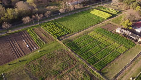 downward-tilting-drone-footage-of-a-vegetable-garden-on-a-farm-at-sunset-in-Buenos-Aires