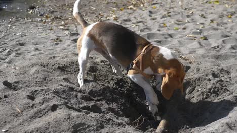 Mi-Mascota-Beagle-Jugando-En-La-Arena,-Cavando---Cámara-Lenta
