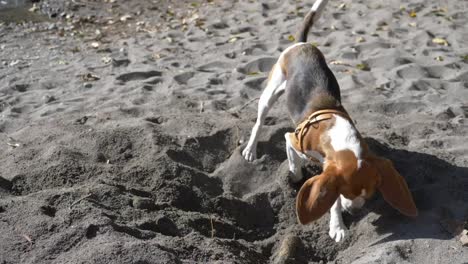 Zeitlupe-Eines-Beagle-Hundes,-Der-Im-Sand-Gräbt
